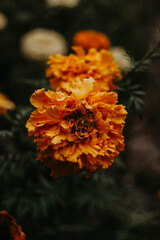 Orange carnation flower