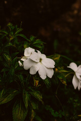 white flowers in the garden