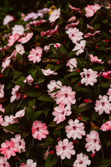 pink and white flowers in the garden