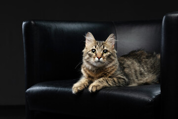A fluffy tabby kitten lounges on a sleek black leather chair, its eyes gleaming with curiosity. 