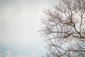Branches of tree in winter as background 