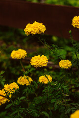 yellow carnation flower in the garden