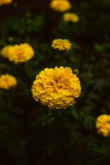 yellow carnation flower in the garden