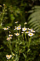 daisies in a garden