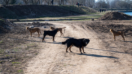 A dog's life. A pack of stray dogs gathered on the rampart by the river.
