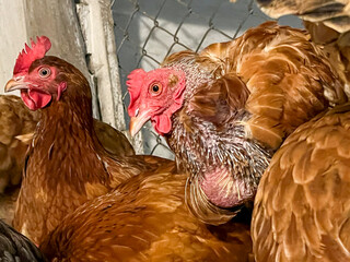 Hens on a roost in the hen house. One is healthy and the other is losing feathers