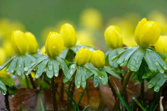 Winter aconites (Eranthis hyemalis), Germany, Europe