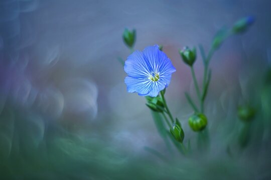 Blue flax flower (Linum perenne), with buds, bokeh effect, Rhineland-Palatinate, Germany, Europe
