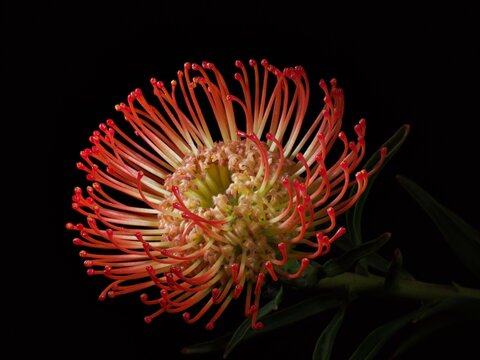 Pincushion protea (Leucospermum species), close-up of a flower, black background, native to South Africa