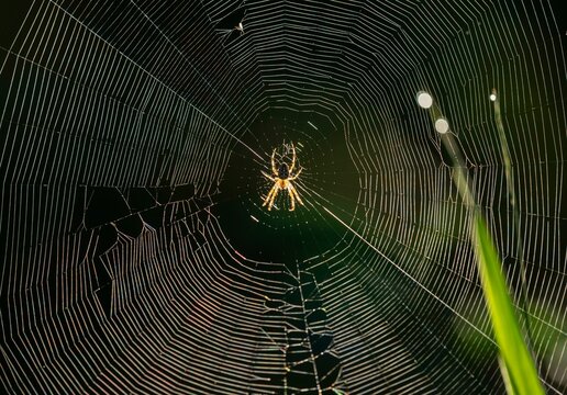 Cross spider (Araneus) sitting in a spider web, Lower Saxony, Germany, Europe
