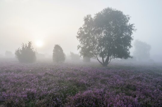 Heath landscape, flowering common heather (Calluna vulgaris), birch (Betula), morning mist, Lueneburg Heath, Lower Saxony, Germany, Europe
