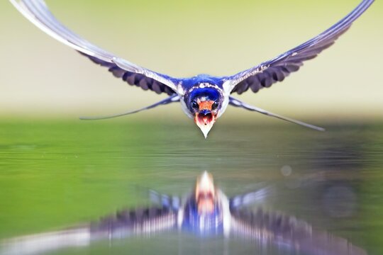 Barn swallow (Hirundo rustica) in flight, Middle Elbe Biosphere Reserve, Germany, Europe