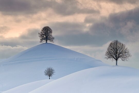 Linden trees in drumlin landscape, in winter with snow, Hirzel, Switzerland, Europe