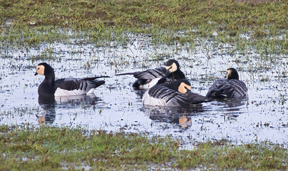 Group of barnacle geese (Branta leucopsis) in the field