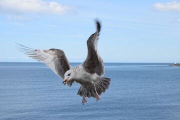 A seagull flying over the Irish Sea in Dun Laoghaire Harbour, Dublin, Ireland