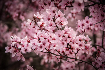 almond trees in bloom with all their pink blossoms in full bloom