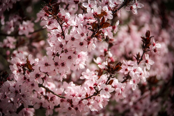 almond trees in bloom with all their pink blossoms in full bloom