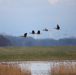 Canada Geese in flight over a meadow in winter 