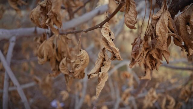 Close-up of withered leaves on branches in murcia, spain, portraying a serene yet desolate natural scene.
