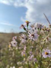 flowers in the field