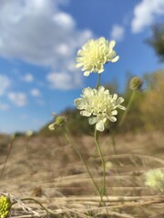 flowers on blue sky background
