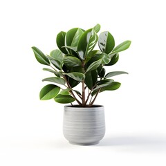 Indoor plant in a white pot isolated on white background