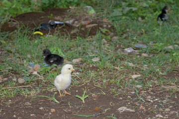 Cute and beautiful chicks, chicks looking for food in the garden, little chickens playing
