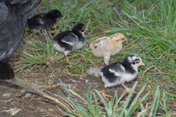 Cute and beautiful chicks, chicks looking for food in the garden, little chickens playing