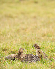 Two northern harrier hawks fighting