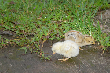 Naklejka na ściany i meble Cute and beautiful chicks, chicks looking for food in the garden, little chickens playing