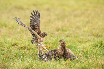 Two northern harrier hawks fighting
