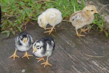 Cute and beautiful chicks, chicks looking for food in the garden, little chickens playing