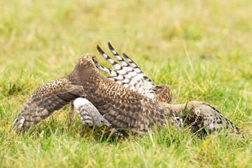 Two northern harrier hawks fighting