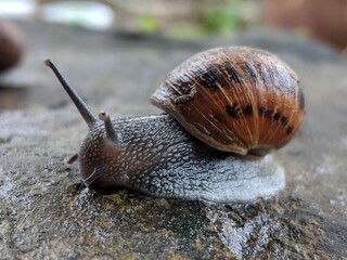 A Garden Snail (Cornu aspersum)