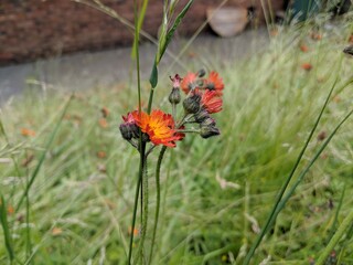 Obraz premium Fox-and-cubs Flowers (Pilosella aurantiaca) growing in an overgrown garden