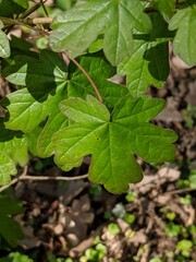 Obraz premium Leaves of Field Maple (Acer campestre)