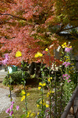 秋の大覚寺　境内の嵯峨菊　京都市右京区嵯峨