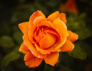 Orange Rose