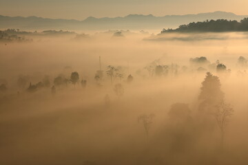 Fog covers the savannah in the morning ,beautiful nature in  thung yai naresuan wildlife...