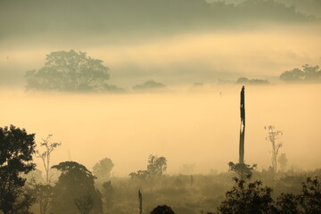 Fog covers the savannah in the morning ,beautiful nature in  thung yai naresuan wildlife sanctuary,Tak province ,Thailand 