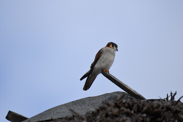 American Kestrel perched on a roof, under a blue sky