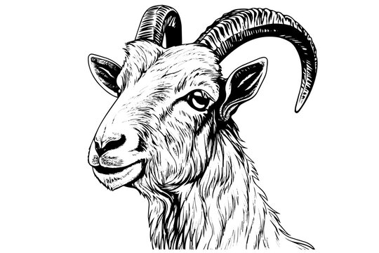 Goat head hand drawn ink sketch. Engraved style vector logotype
