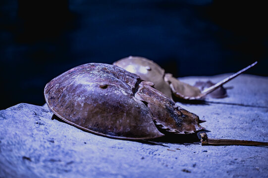 animals, fish, aquarium, tank , ocean, travel, abstract, blue, sea, beach, tropical