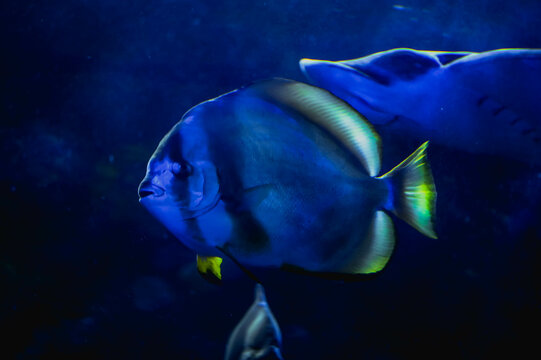 animals, fish, aquarium, tank , ocean, travel, abstract, blue, sea, beach, tropical