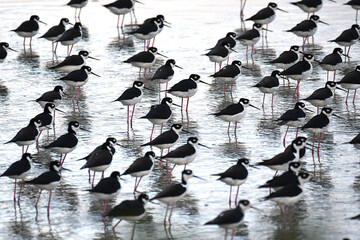 Flock of Black-necked Stilts in a marsh, with reflections, all facing the same direction