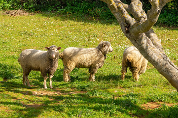 Wool in the Sun: Merino Sheep with a bell under the Warm Spring Sun.