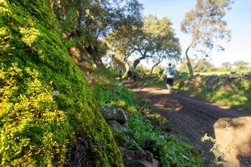 Fototapeta premium Encounter with Nature: Hiking by the Mossy Trunk.