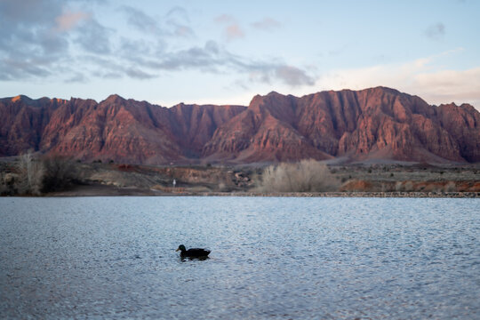 One Duck Outside Desert Water Reservoir Fire Lake St. George Utah Kayenta Ivins