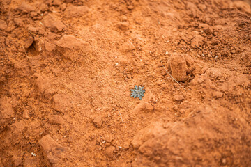Little Tiny Leafed Bud Plant Growing Orange Desert Red Sand