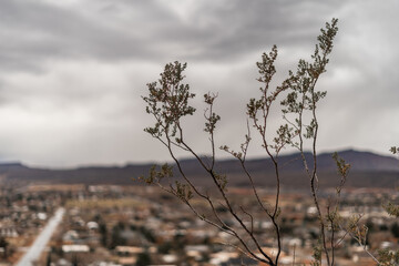 Tree Tops Outside of Ivins City Utah